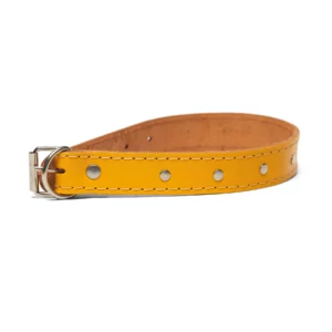 COLLAR AMERICANO 1